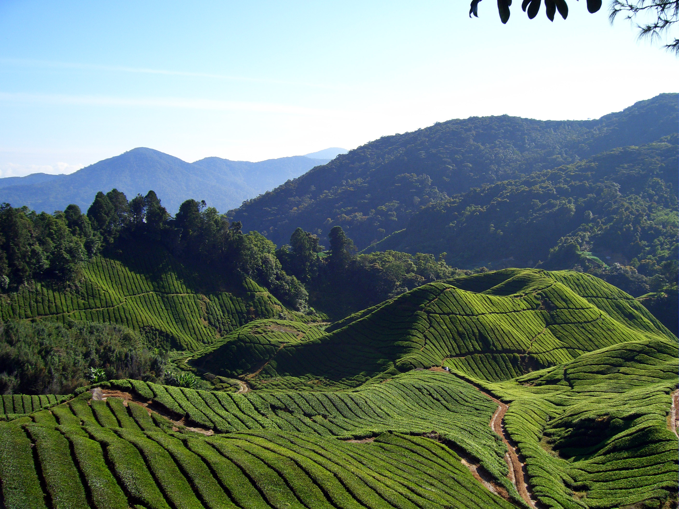 Cameron Highlands